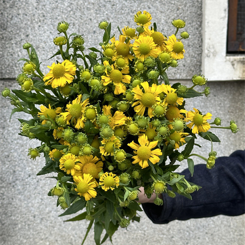 油画小菊鲜切花小众艺术感速递家庭室内水培插花稀有观赏鲜花一扎