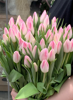 荷兰进口花材鲜花速递First Class粉白色单瓣郁金香9支家庭用花鲜