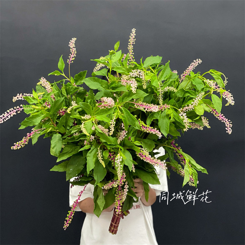 同城鲜花严选精品鲜花速递全国白