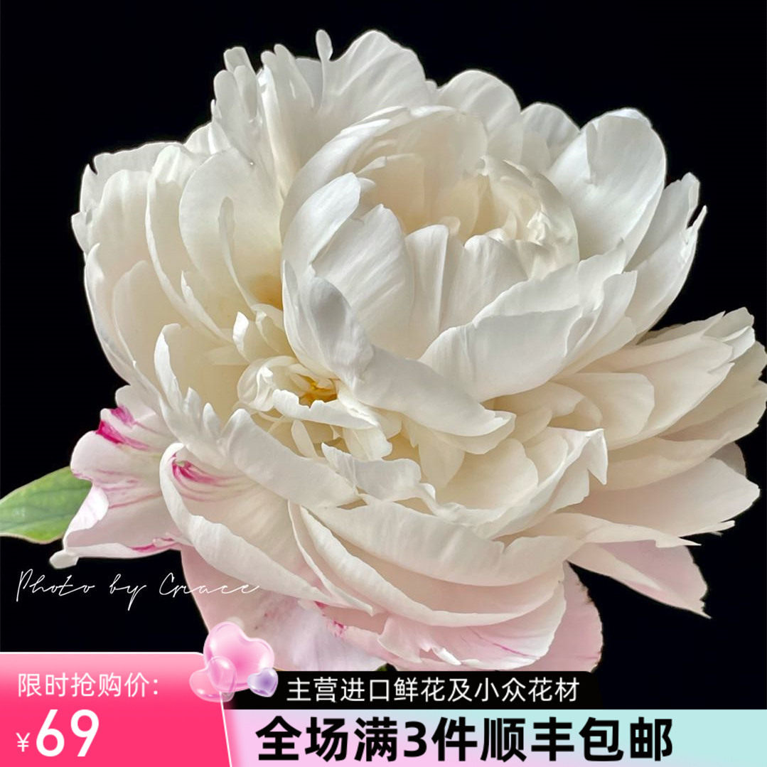 精品花材鲜花速递进口品种国产Gardenia高山栀子芍药花鲜切花新品 鲜花速递/花卉仿真/绿植园艺 鲜花速递(同城) 原图主图