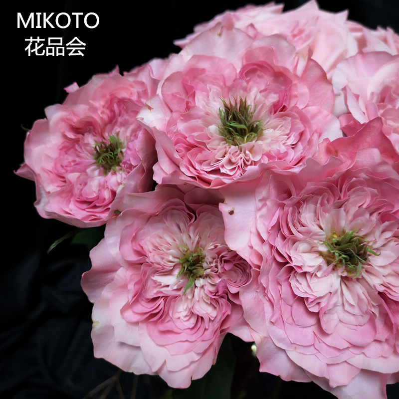 花品会订阅鲜花速递全国日本进口花材mikoto美琴玫瑰花10支高端