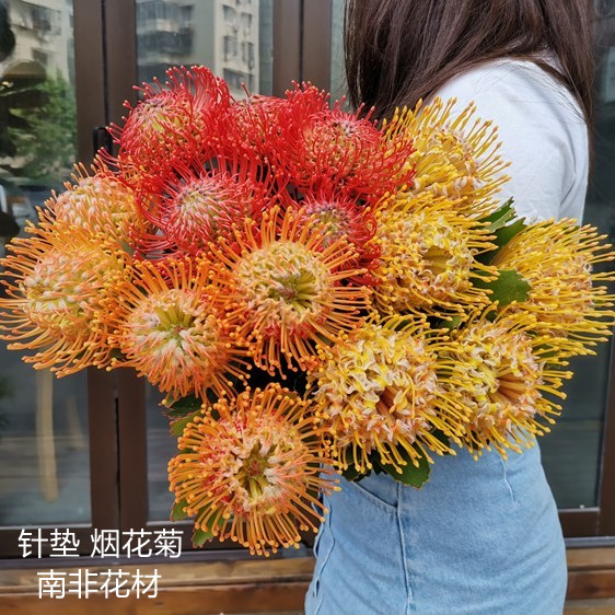 严选精品南非进口鲜花速递烟花菊针垫花期长家庭用花配花插花