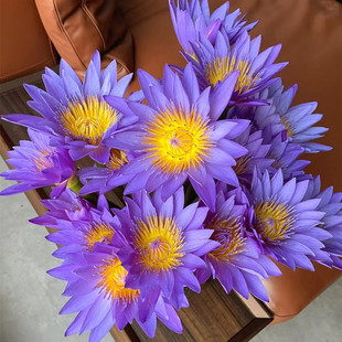 夏日推荐花材订阅鲜花速递全国紫色睡莲鲜切花水养家庭用花