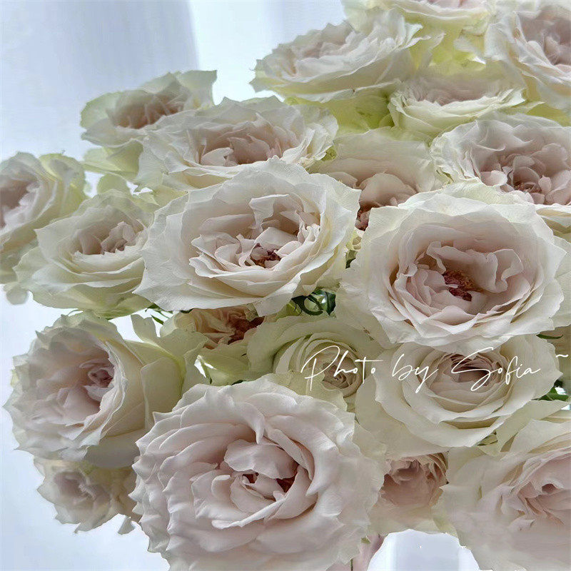 同城甄选德芮尔赞颂多头玫瑰花鲜切花全国速递家庭室内插花10支