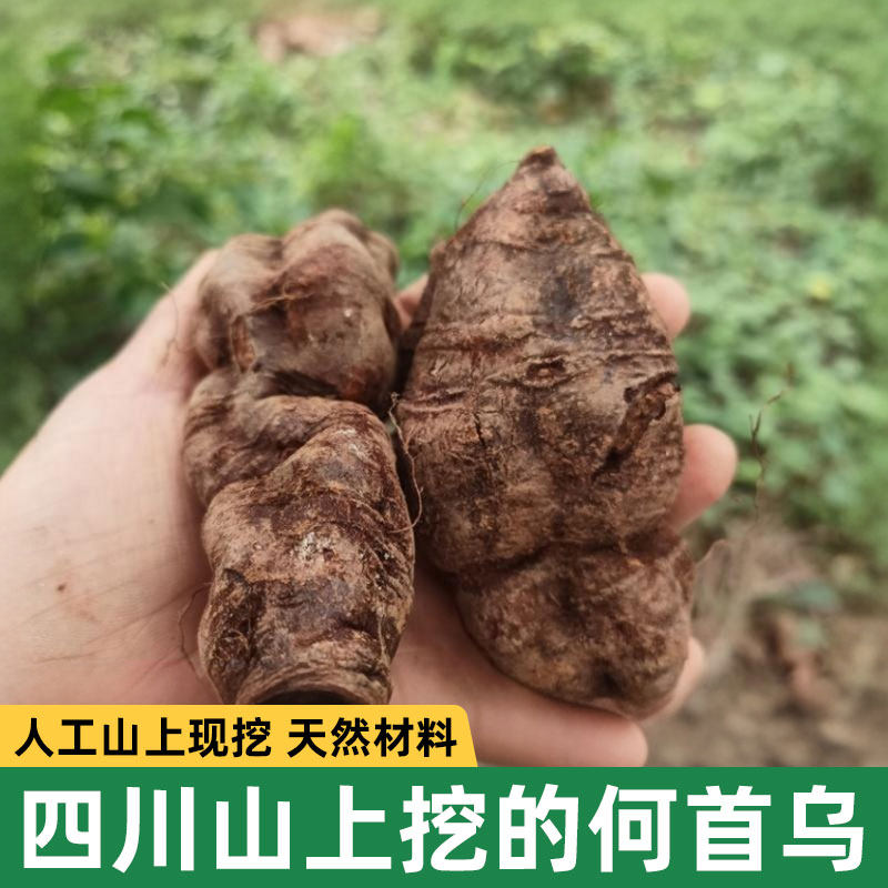 四川山上何首乌新鲜生首乌绝非种植货整个现挖中草药材500克