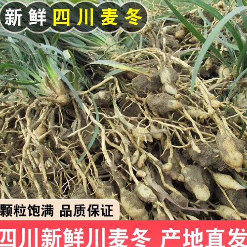四川野生新鲜麦冬泡水泡茶川麦冬