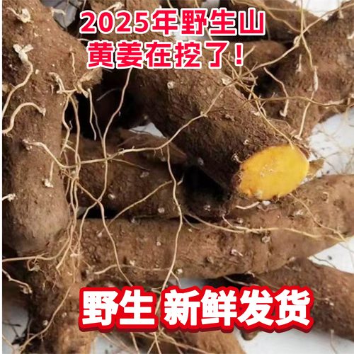 四川野生山黄姜大山现挖火头根