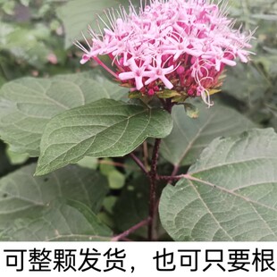 四川臭牡丹根纯根农村新鲜中草药材臭八宝臭脑壳臭枫草苗包邮