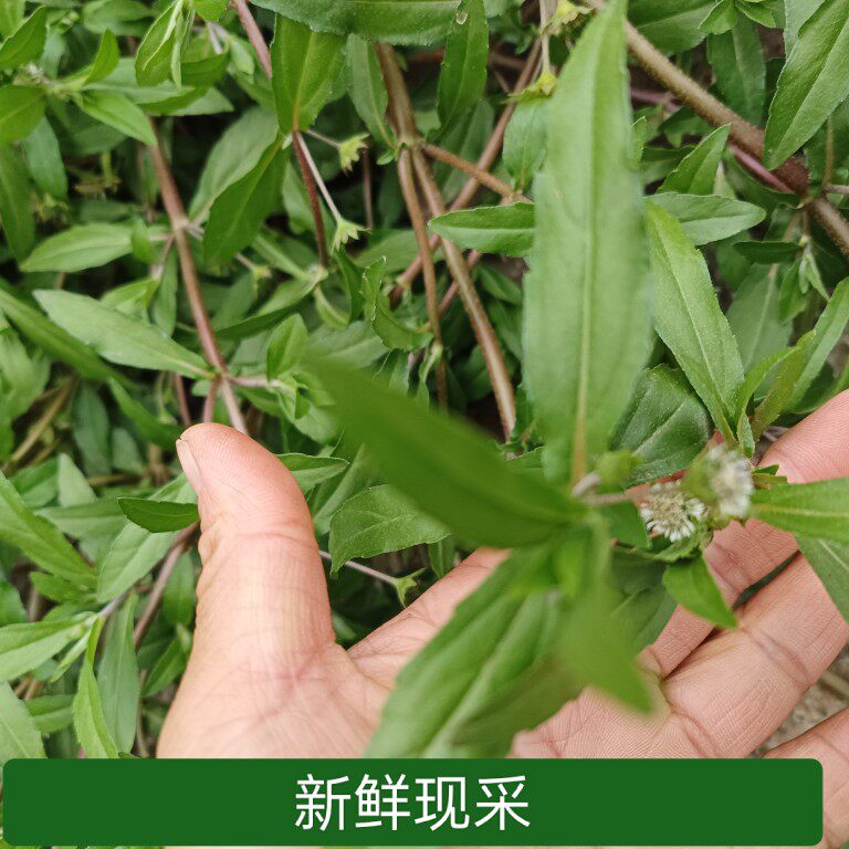 四川墨旱莲墨斗草天然新鲜晒干农家现采黑墨草旱墨莲水旱莲
