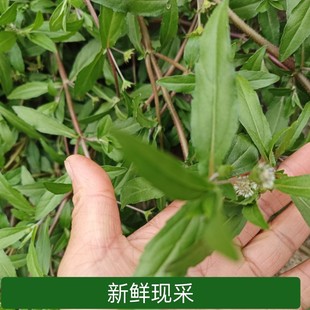 四川墨旱莲墨斗草天然新鲜晒干农家现采黑墨草旱墨莲水旱莲