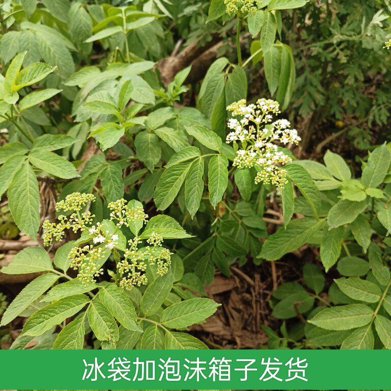 新鲜接骨草全株带根下单现挖 陆英四川八棱麻大臭草中草药材包邮