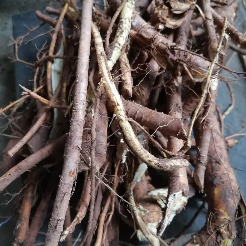 四川现挖桑树根桑树皮土土桑树非种植桑树中草药药材