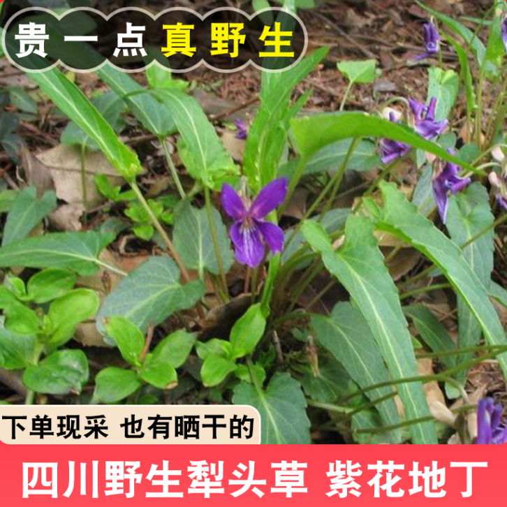 新鲜紫花地丁晒干犁头草现挖
