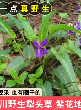 新鲜紫花地丁晒干犁头草现挖