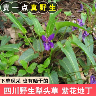 新鲜紫花地丁草现挖犁头草四川铧头草晒干泡茶华兜草帮人采药