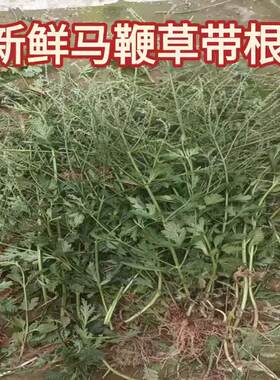 马鞭草铁马鞭现挖现发野生中草药