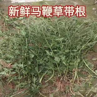 四川大山新鲜现挖马鞭草马鞭梢铁马鞭马边草中草药材500g 有干货