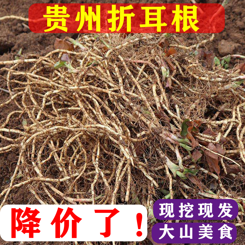 带泥发3斤贵州农家现挖嫩根四川鱼腥草新鲜 凉拌节节根折耳根现挖