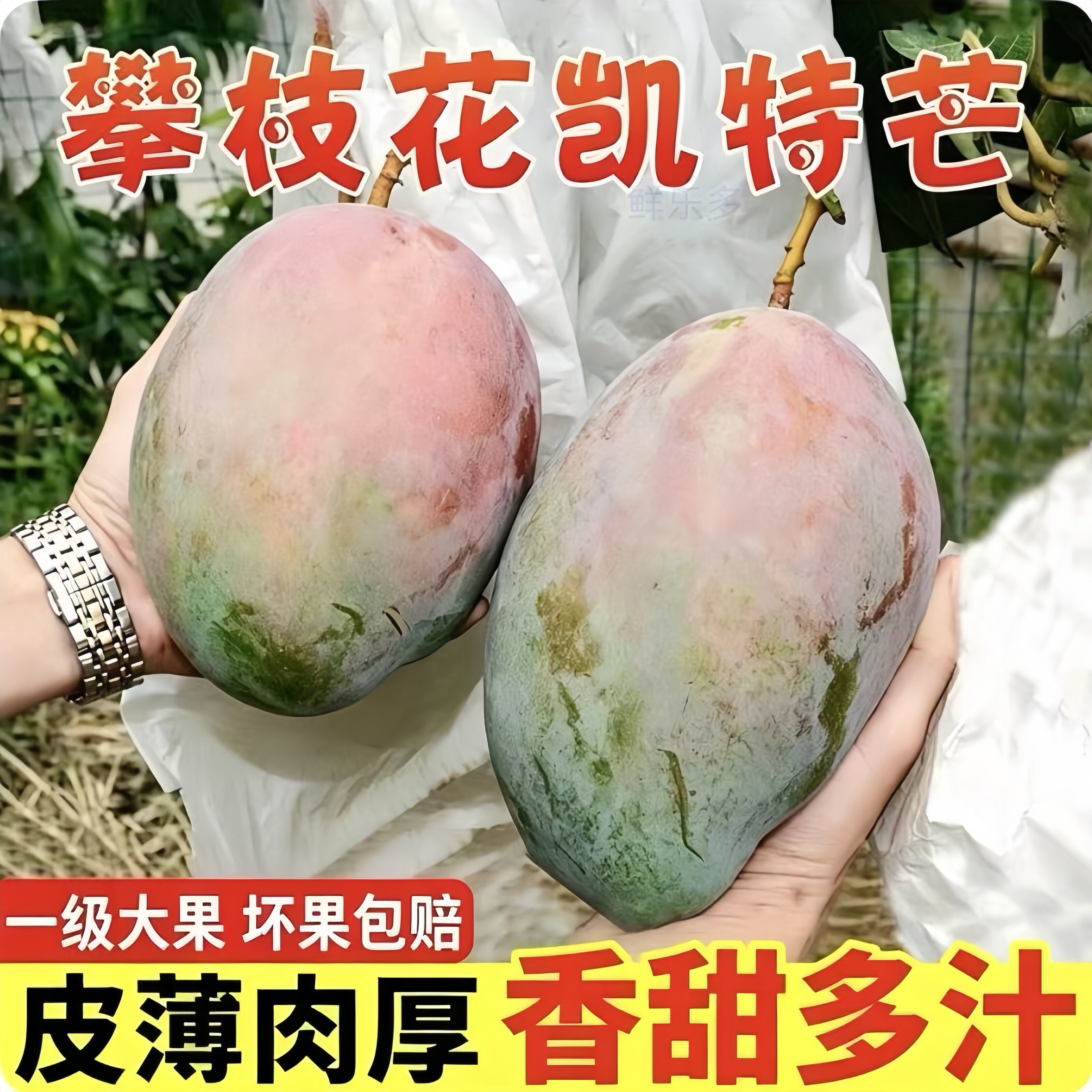 攀枝花凯特大芒果整箱9斤批发现摘青皮芒当季新鲜孕妇水果包邮