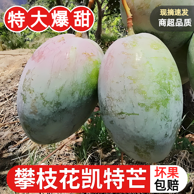 四川攀枝花大芒果攀枝花凯特芒