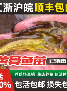 黄骨鱼苗黄辣丁鱼苗黄鸭叫汪丁刺公昂刺鱼苗淡水养殖食用黄颡鱼苗