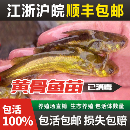 黄骨鱼苗黄辣丁鱼苗黄鸭叫汪丁刺公昂刺鱼苗淡水养殖食用黄颡鱼苗