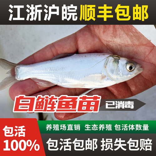白鲢鱼苗四大家鱼活体苗淡水养殖