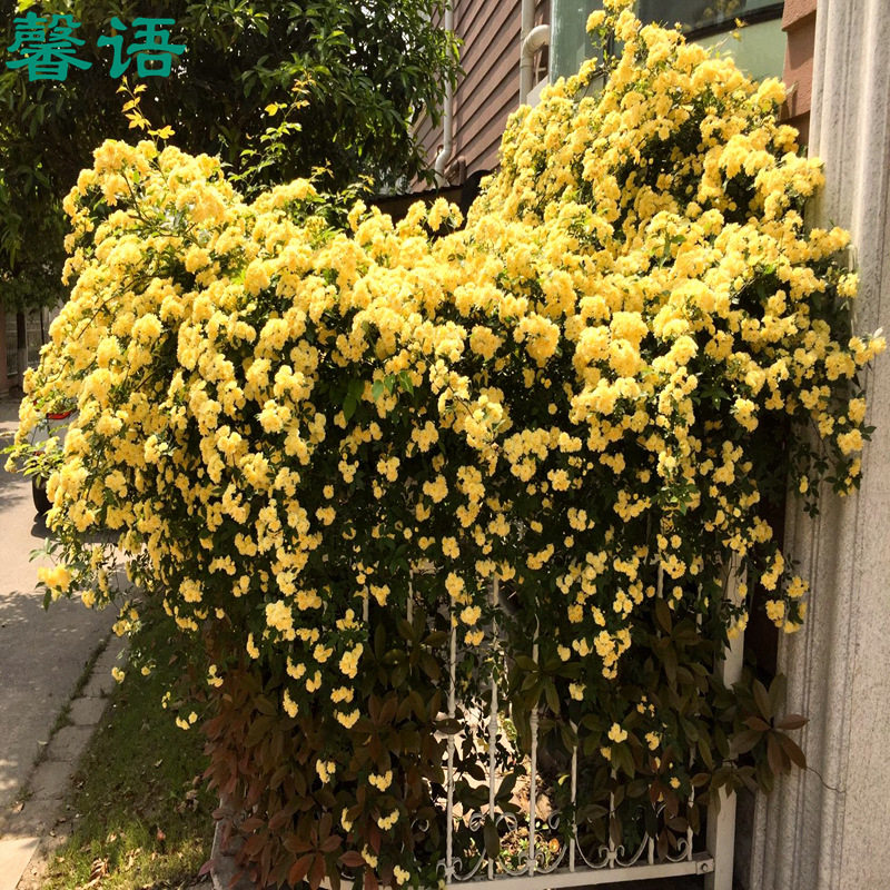 黄色阳台盆栽爬藤植物木香花苗