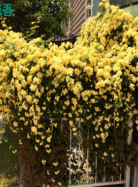 黄色木香阳台盆栽七里香 爬藤植物白色木香花苗浓香型包邮包活