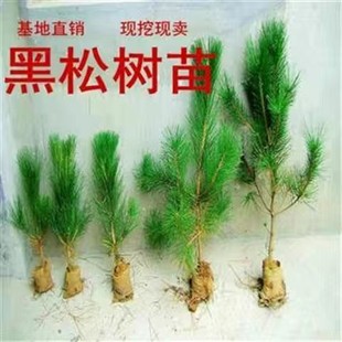 黑松苗素材黑松盆景日本三河黑松小苗五针松大阪松白皮松雪松树苗