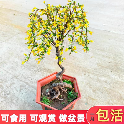 精品花卉金雀梅锦鸡儿金丝雀黄金雀花苗盆景盆栽金雀花苗树桩盆景