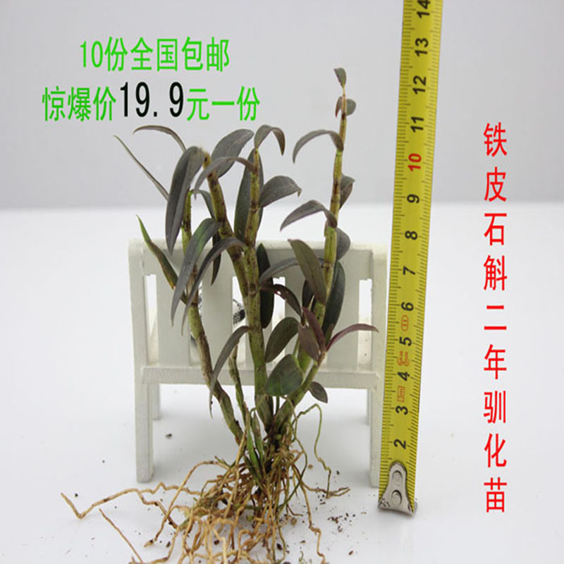 乐清双峰铁皮石斛苗一丛4-6根