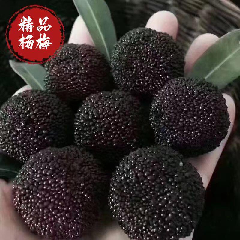 浙江慈溪杨梅余姚杨梅鲜果荸荠大杨梅礼盒装当季新鲜石屏杨梅空运