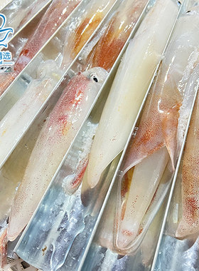 鱿鱼海岛精选鲜活大管枪鱿刺身