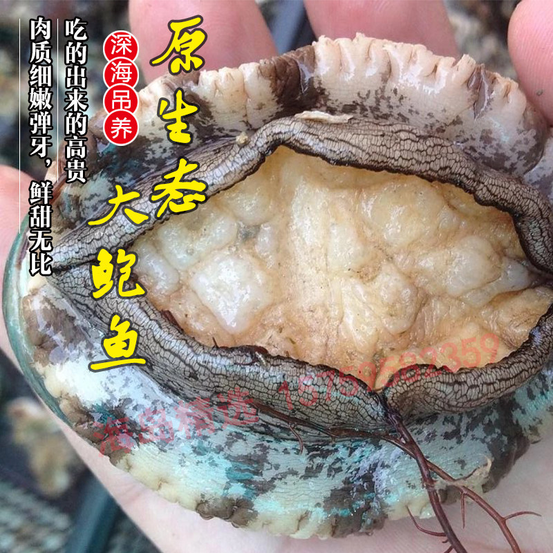 八头一斤 东山岛大鲍鱼深海吊养半鲍鱼新鲜活大鲍鱼海鲜特产