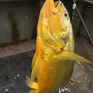 东山岛黄花鱼 新鲜活纯野生大黄花鱼大黄鱼海鲜 每条1.2斤至1.5斤