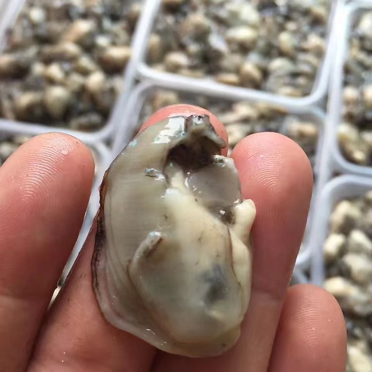 500g东山岛新鲜活海蛎肉生蚝肉牡蛎肉生鲜海鲜海产品水产天然现挖