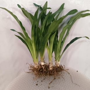 室内精品中华万年青特大苗观花观果结婚订婚乔迁新居结红果万年青