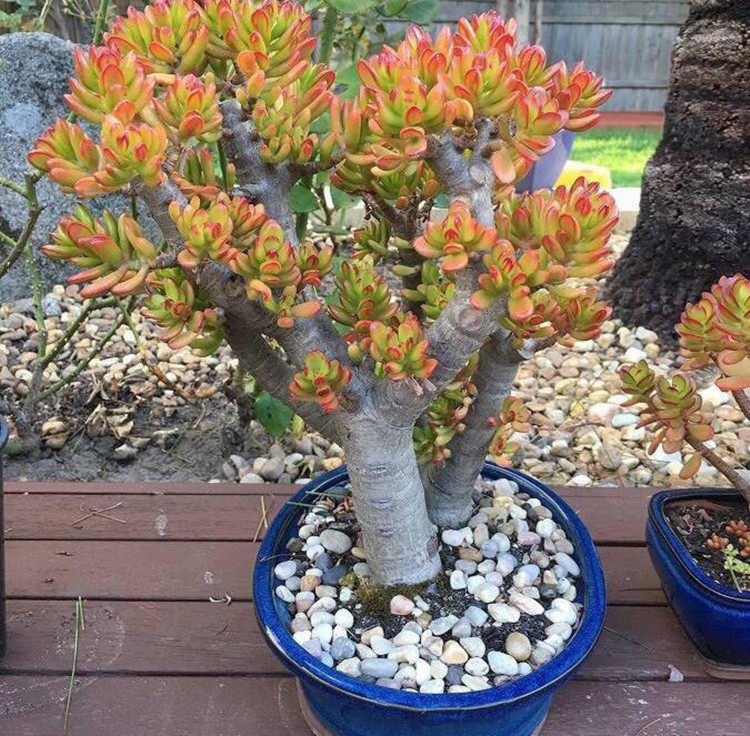 盆栽花卉阳台植物玉树燕子掌红边青叶 叶片生根肉质多肉观叶美观