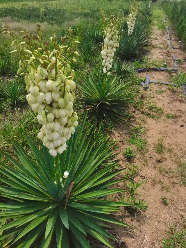剑麻苗丝兰凤尾兰护院植物带刺花苗篱笆苗四季常绿灯笼花耐寒耐旱