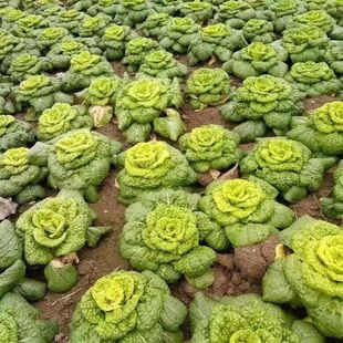 信阳光山本地新鲜现摘乌塌菜卷窝菜黄心菜霜冻黄心菜