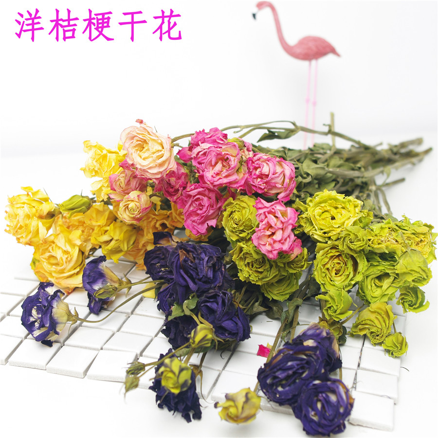 洋桔梗干花真花自然花束ins北欧风森系客厅家居摆设插花拍摄道具