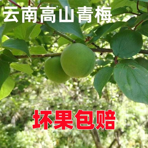 云南高山青梅野生大果坏果包赔