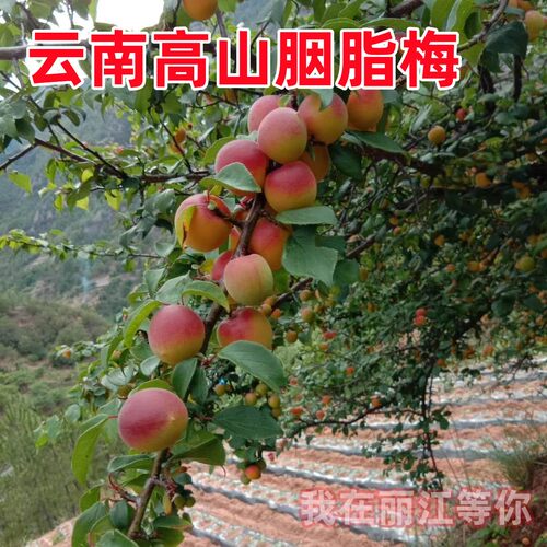 云南高山胭脂梅新鲜梅子