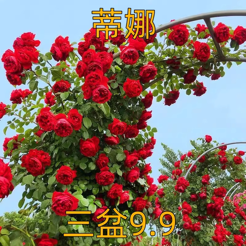 佛罗伦蒂娜藤本月季花大苗盆栽四季开正红花阳台庭院围墙爬藤蔷薇