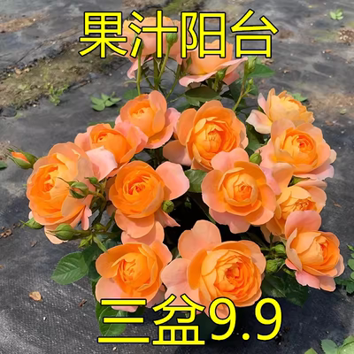果汁阳台 月季花苗大花浓香四季开花植物庭院玫瑰盆栽