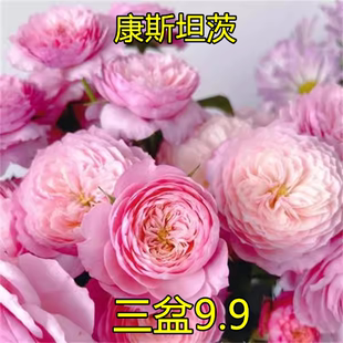 康斯坦茨中苗 淡香 灌木大花 盆栽 庭院 抗病好耐热月季花苗