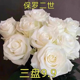 保罗二世月季小苗 扦插小苗白色大花浓香庭院阳台绿植