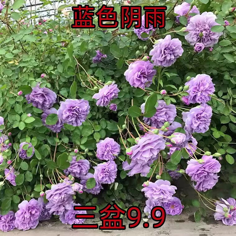 蓝色阴雨藤本月季花大苗阳台庭院爬藤花卉植物浓香四季玫瑰蔷薇花