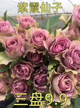 耐热新品紫霞仙子月季玫瑰盆栽花苗阳台庭院直立丰花多季节开花卉